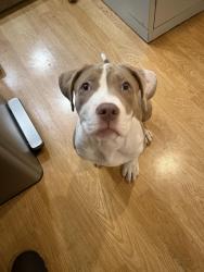 Found/Stray Female Dog last seen Nuevo Rd and Mildred St, Perris, CA 92571