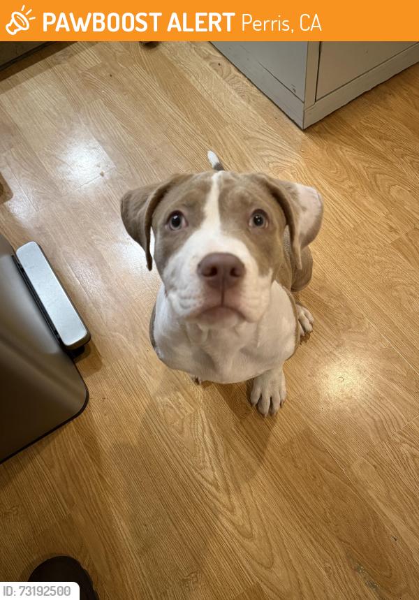 Found/Stray Female Dog last seen Nuevo Rd and Mildred St, Perris, CA 92571