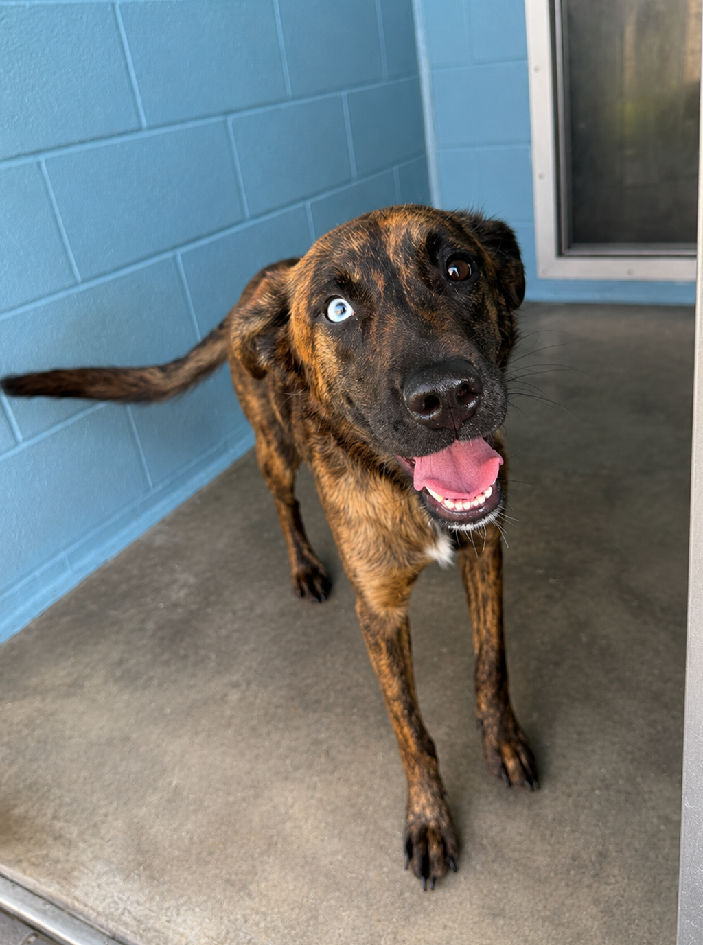 Shelter Stray Female Dog last seen Moss Street, LAFAYETTE, LA, 70501, 410 Dugas Rd, Lafayette, LA 70507, USA