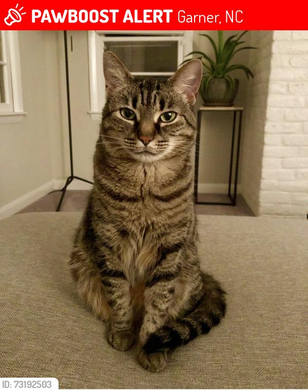 Lost Female Cat last seen Pineway St. off Buffaloe Rd., Garner, NC 27529