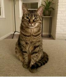 Lost Female Cat last seen Pineway St. off Buffaloe Rd., Garner, NC 27529