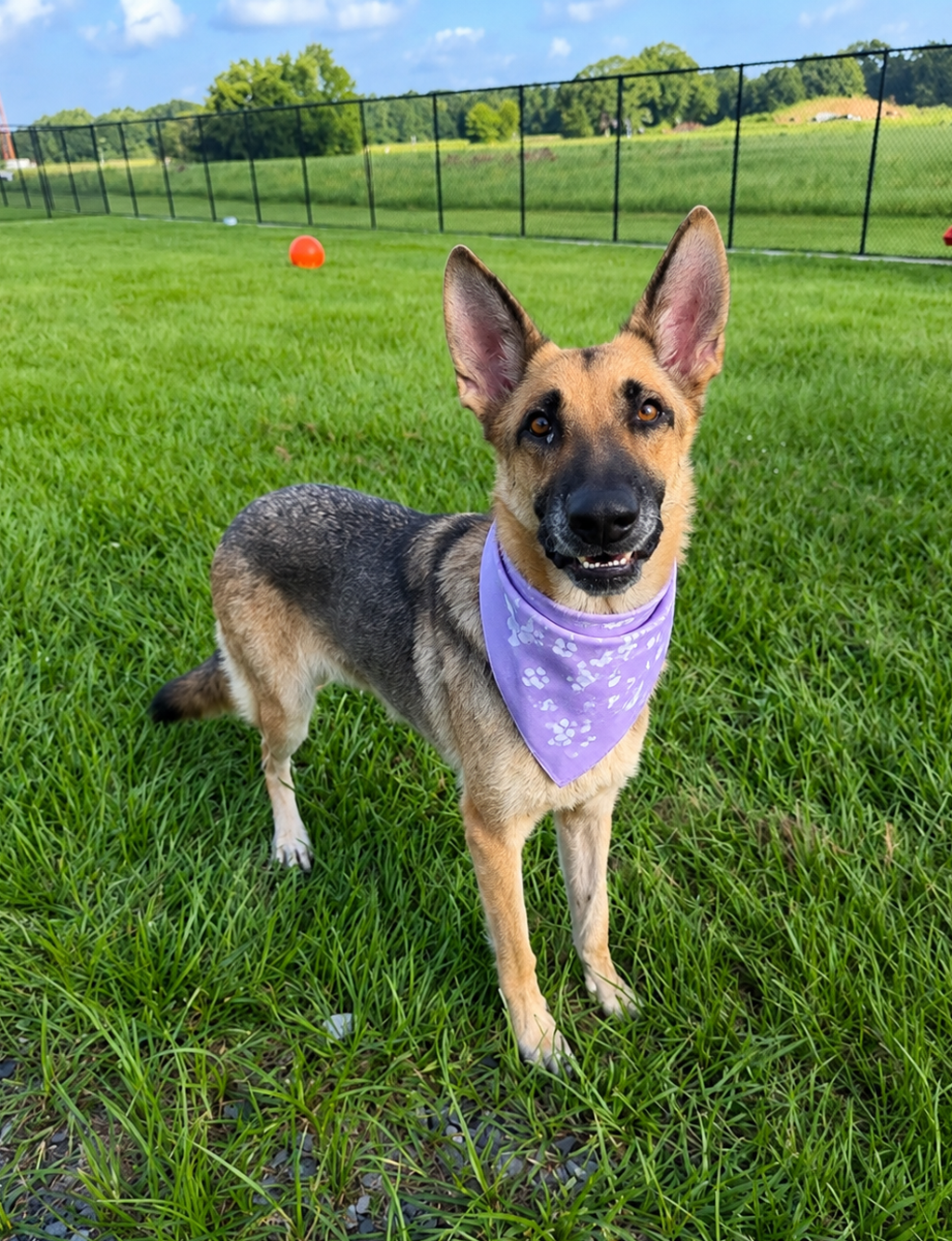 Shelter Stray Female Dog last seen Near Shantel Road, LAFAYETTE, LA, 70507, 410 Dugas Rd, Lafayette, LA 70507, USA