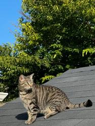 Reunited Female Cat last seen Elder Avenue and Palm Avenue, Millbrae, CA 94030