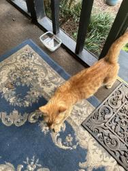 Found/Stray Male Cat last seen Henry court Spartanburg, sc, Spartanburg County, SC 29306