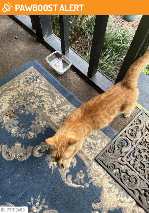 Found/Stray Male Cat last seen Henry court Spartanburg, sc, Spartanburg County, SC 29306