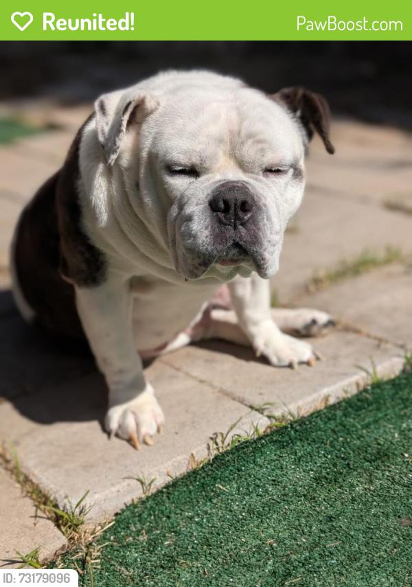 Reunited Male Dog last seen Lamar st, Spring Valley, CA 91977