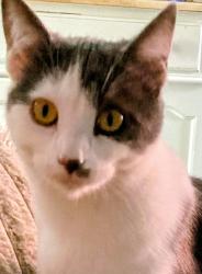 Lost Female Cat last seen Oldham road Middleton and Manchester new road, Middleton, England 
