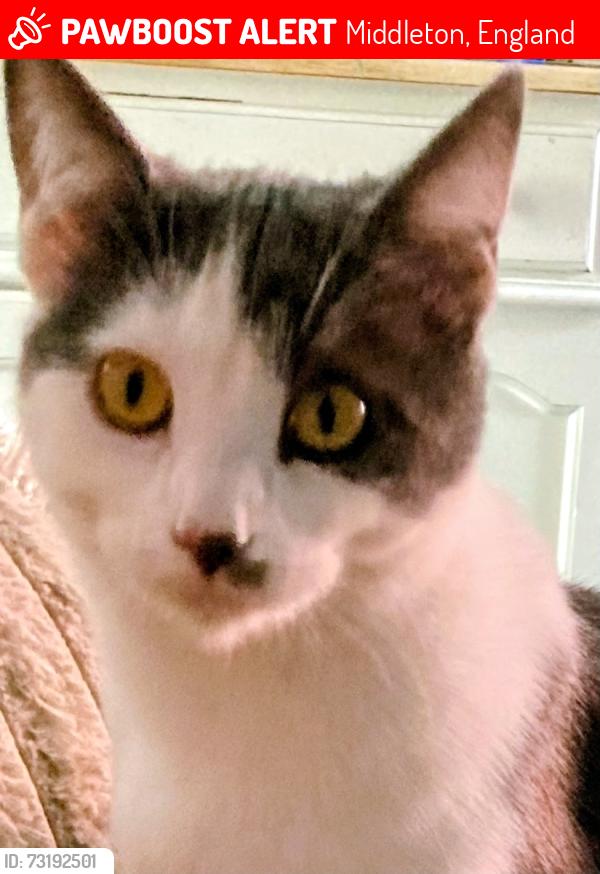 Lost Female Cat last seen Oldham road Middleton and Manchester new road, Middleton, England 