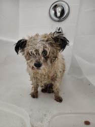 Found/Stray Female Dog last seen In my apmt complex, Las Vegas, NV 89146