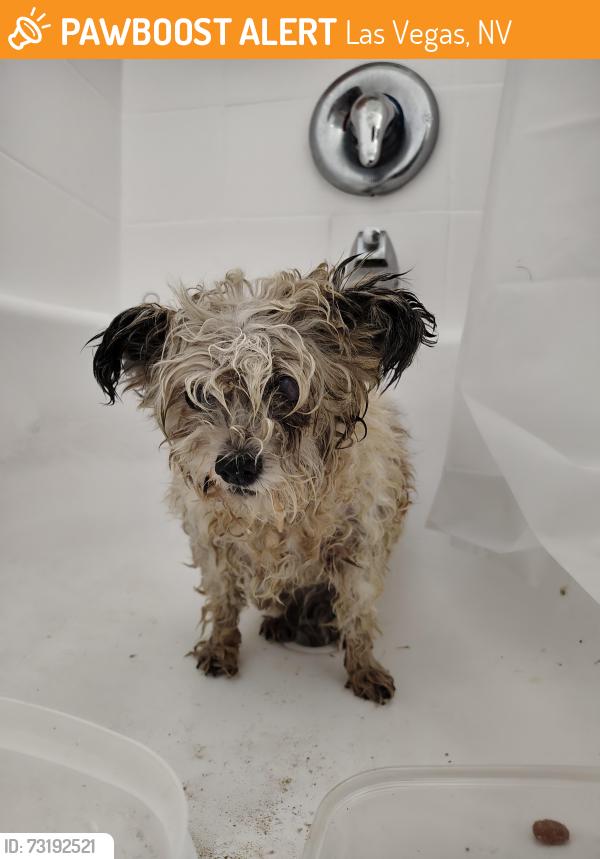 Found/Stray Female Dog last seen In my apmt complex, Las Vegas, NV 89146