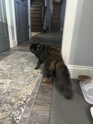 Reunited Female Cat last seen Parkview Dr Friendswood, Friendswood, TX 77546