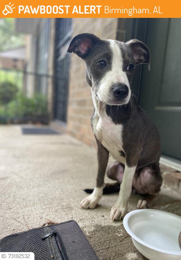 Found/Stray Female Dog last seen Madison park apmts, Birmingham, AL 35215