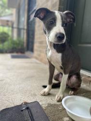 Found/Stray Female Dog last seen Madison park apmts, Birmingham, AL 35215