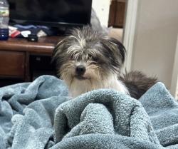 Reunited Female Dog last seen Inwood and Brookview, Arlington, TX 76010