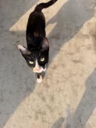 Found/Stray Female Cat last seen Bessie rd Piedmont sc, Piedmont, SC 29673