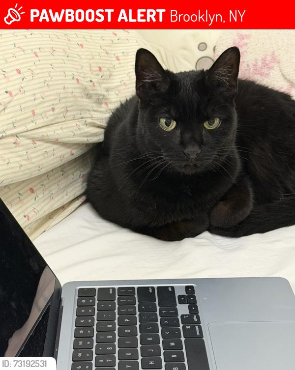 Lost Male Cat last seen lost around 12 and 13 avenue on 79th st, Brooklyn, NY 11228