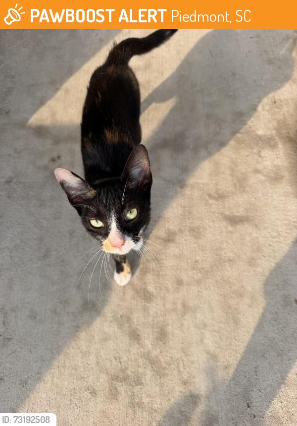Found/Stray Female Cat last seen Bessie rd Piedmont sc, Piedmont, SC 29673