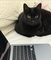 Lost Male Cat last seen lost around 12 and 13 avenue on 79th st, Brooklyn, NY 11228