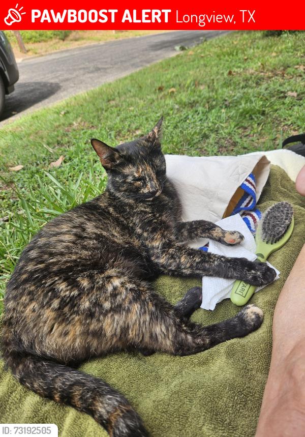 Lost Female Cat last seen Amherst Ln near Paul Boorman Trial, Longview, TX 75601