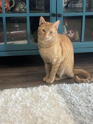 Reunited Male Cat last seen New Hampshire Ave and Ward Place, Washington, DC 20036
