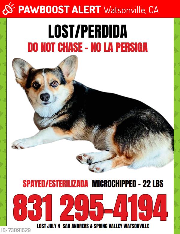 Lost Female Dog last seen Watsonville KOA, Watsonville, CA 95076