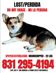 Lost Female Dog last seen Watsonville KOA, Watsonville, CA 95076