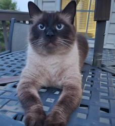 Lost Male Cat last seen Buckner Rd, Mableton, GA 30126