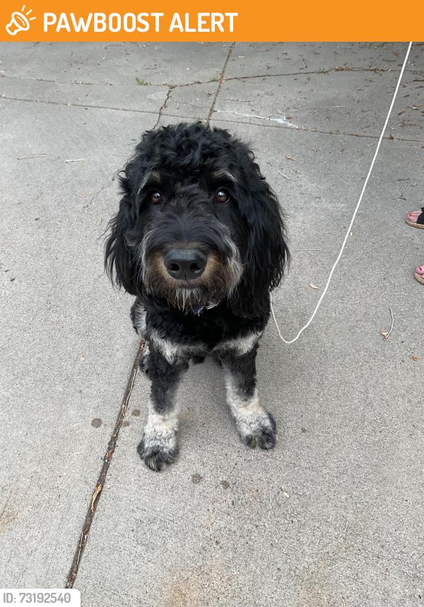 Found/Stray Male Dog last seen Orchard & Yosemite, Greenwood Village, CO 80121