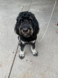Found/Stray Male Dog last seen Orchard & Yosemite, Greenwood Village, CO 80121