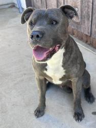 Found/Stray Male Dog last seen Whittier street, Hemet, CA 92543