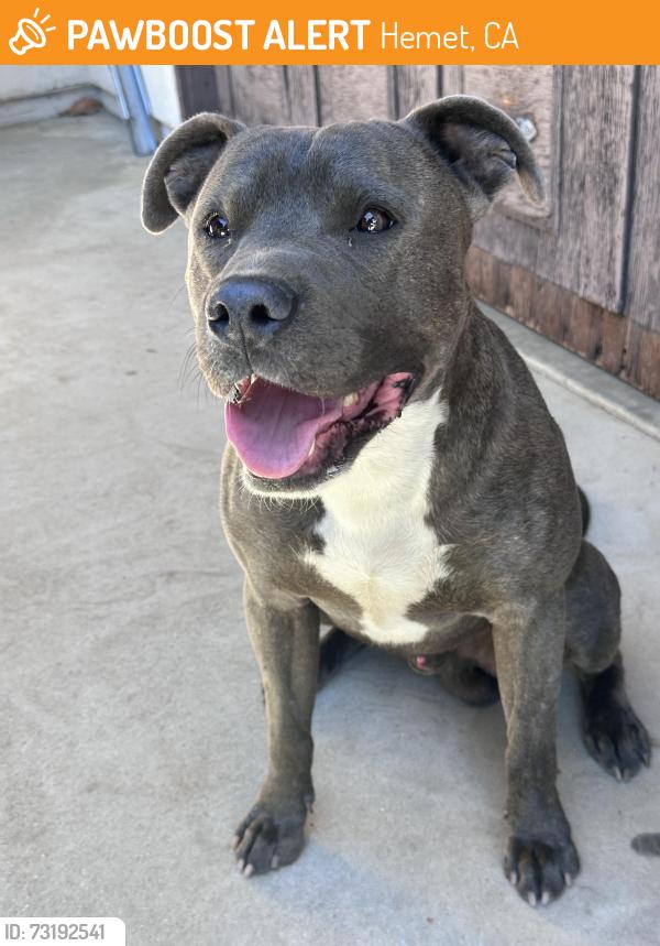 Found/Stray Male Dog last seen Whittier street, Hemet, CA 92543