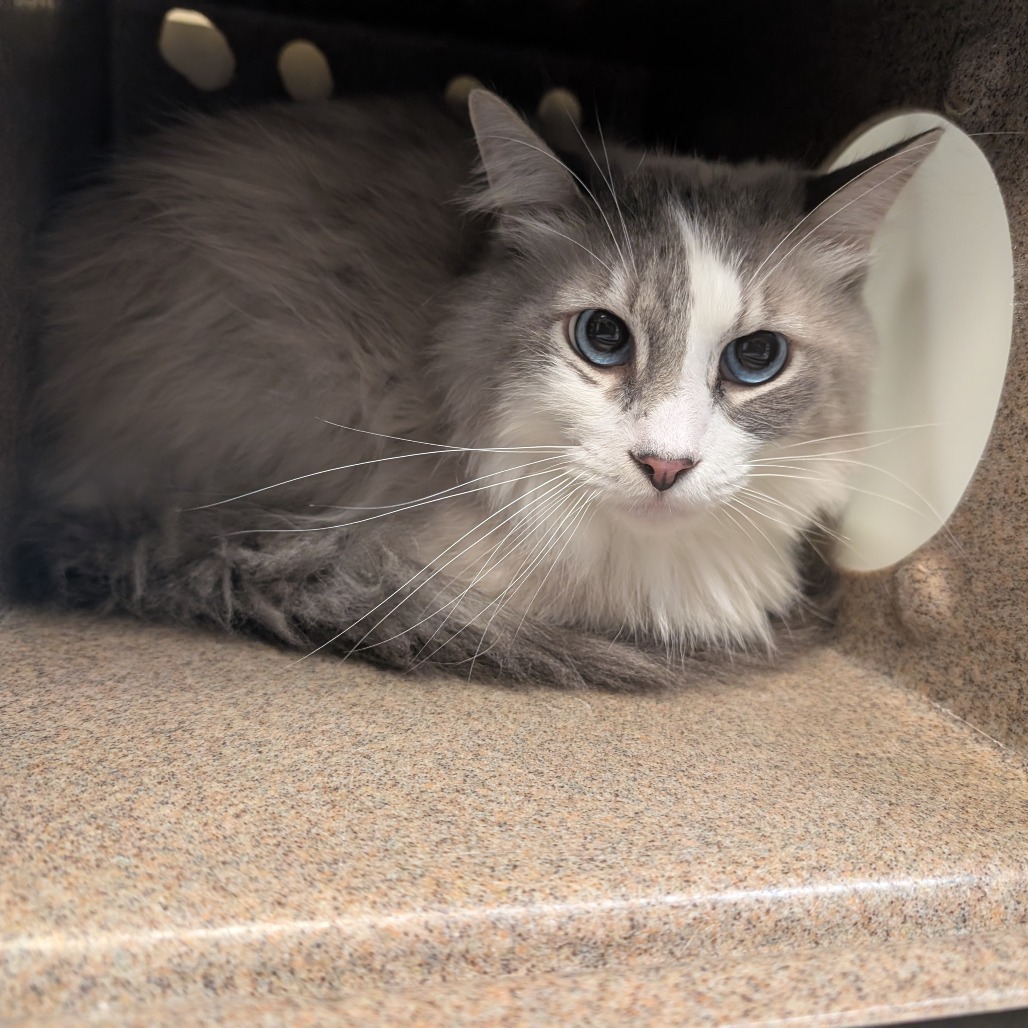 Shelter Stray Male Cat last seen , 361 S Raymond Ave, Pasadena, CA 91105, USA