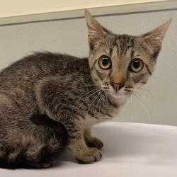 Shelter Stray Male Cat last seen , 3607 N Armenia Ave, Tampa, FL 33607, USA