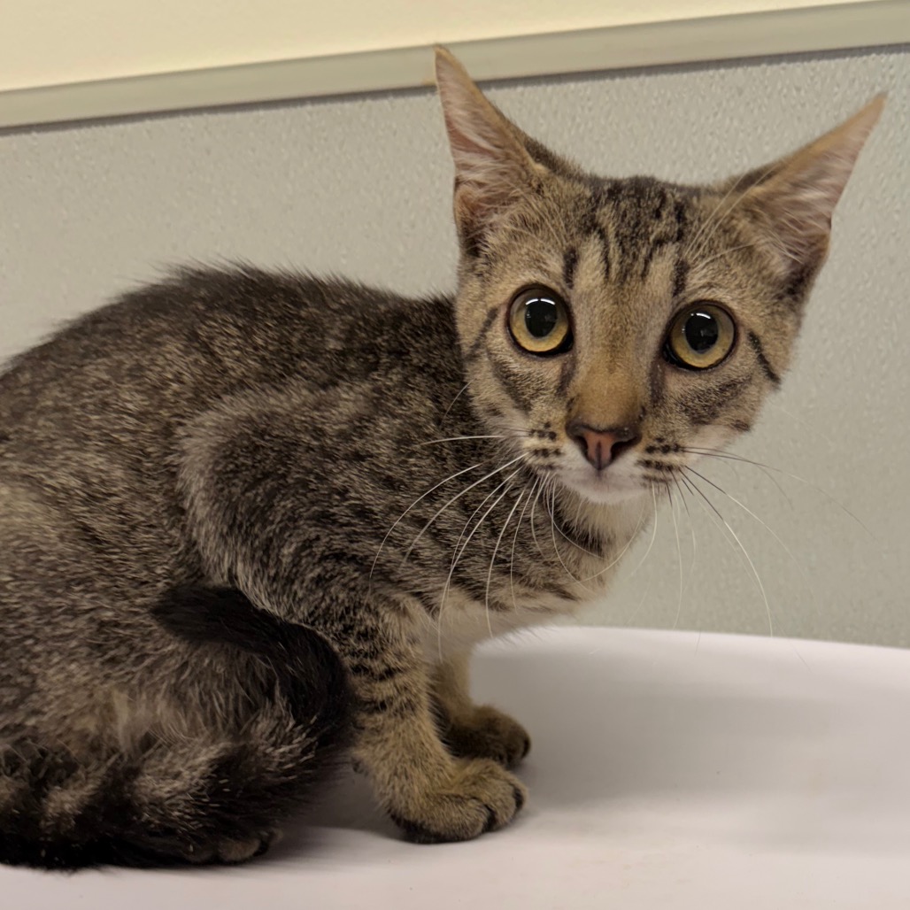 Shelter Stray Male Cat last seen , 3607 N Armenia Ave, Tampa, FL 33607, USA