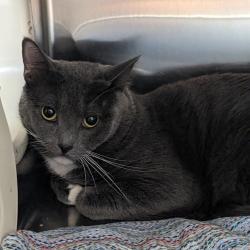 Shelter Stray Male Cat last seen , Animal Care & Control Team of Philly, 111 W Hunting Park Ave, Philadelphia, PA 19140, USA