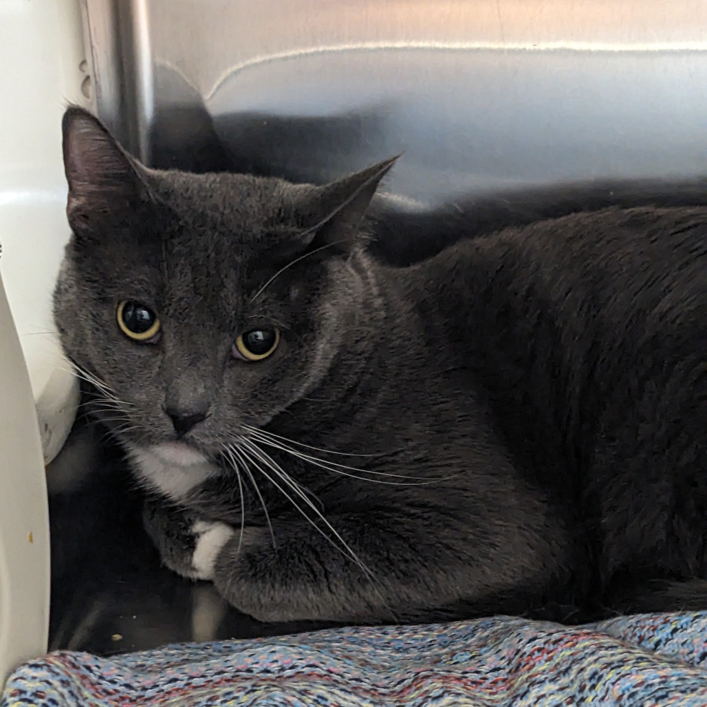 Shelter Stray Male Cat last seen , Animal Care & Control Team of Philly, 111 W Hunting Park Ave, Philadelphia, PA 19140, USA