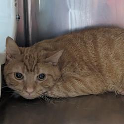 Shelter Stray Male Cat last seen , Animal Care & Control Team of Philly, 111 W Hunting Park Ave, Philadelphia, PA 19140, USA