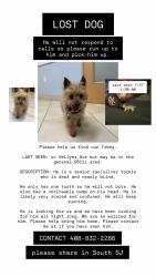 Lost Male Dog last seen Near hellyer ave, San Jose, CA 95111