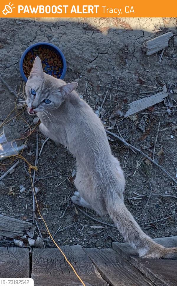 Found/Stray Male Cat last seen Next Door, Tracy, CA 95376
