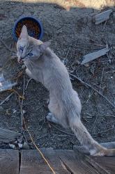 Found/Stray Male Cat last seen Next Door, Tracy, CA 95376