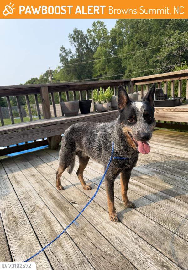 Found/Stray Male Dog last seen Yanceyville, Browns Summit, NC 27214