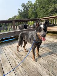 Found/Stray Male Dog last seen Yanceyville, Browns Summit, NC 27214
