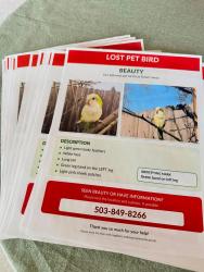 Lost Male Bird last seen Near SE Lenore St, Happy Valley, OR 97086