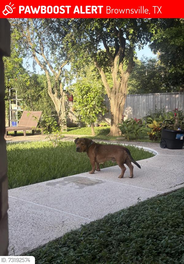 Lost Male Dog last seen E los ebanos, Brownsville, TX 78520