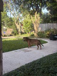 Lost Male Dog last seen E los ebanos, Brownsville, TX 78520