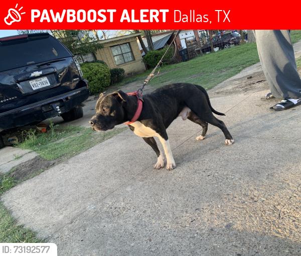 Lost Male Dog last seen Benbrook, Dallas, TX 75228