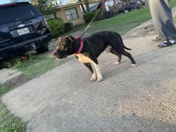 Lost Male Dog last seen Benbrook, Dallas, TX 75228