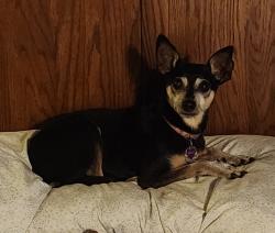 Reunited Female Dog last seen Reservoir road and Southside Drive, Rapid City, SD 57703