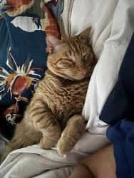 Reunited Male Cat last seen Pinedale Farms, Richmond, VA 23229