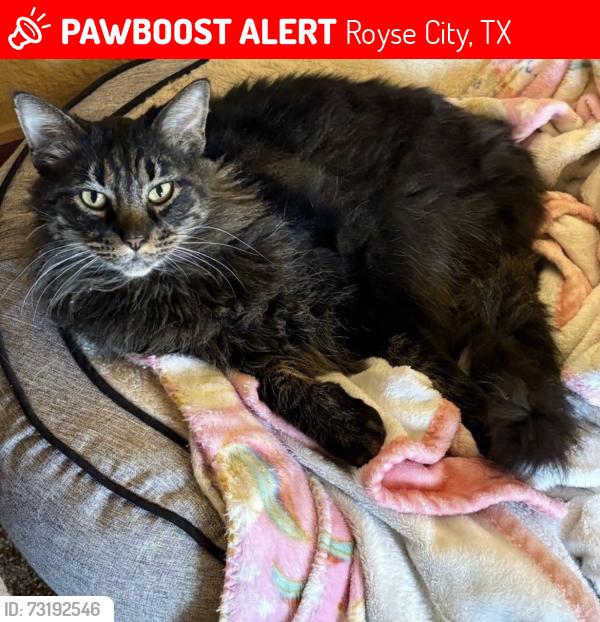 Lost Male Cat last seen Near CR 2522, Royse City, TX 75189